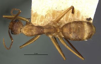 Media type: image;   Entomology 21483 Aspect: habitus dorsal view